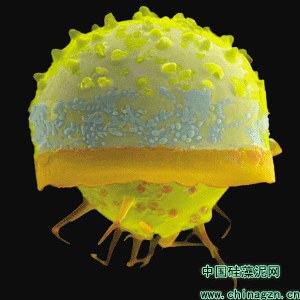 显微镜下单细胞硅藻