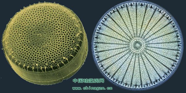 硅藻泥显微镜图