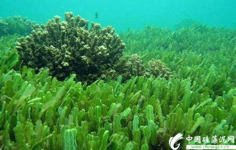 海洋中的硅藻