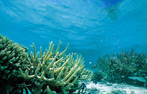 生长在海洋里面的硅藻